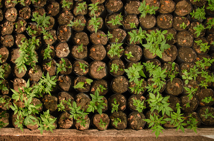 Growing the forest